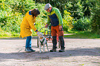 Lagotto Romagnolo at pull sport