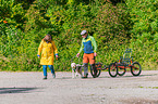 Lagotto Romagnolo at pull sport