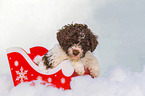 Lagotto Romagnolo Puppy