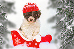 Lagotto Romagnolo Puppy