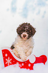 Lagotto Romagnolo Puppy