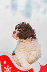 Lagotto Romagnolo Puppy