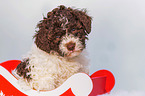 Lagotto Romagnolo Puppy