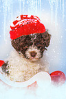 Lagotto Romagnolo Puppy