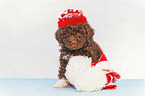 Lagotto Romagnolo Puppy