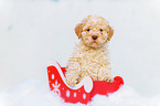 Lagotto Romagnolo Puppy