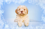 Lagotto Romagnolo Puppy