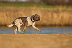 Lagotto Romagnolo on the riverbank