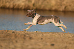 Lagotto Romagnolo on the riverbank