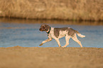 Lagotto Romagnolo on the riverbank