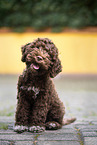 Lagotto Romagnolo Puppy