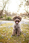 sitting Lagotto Romagnolo