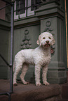 female Lagotto Romagnolo