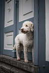 female Lagotto Romagnolo