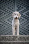 female Lagotto Romagnolo