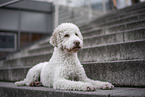 female Lagotto Romagnolo