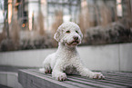 female Lagotto Romagnolo