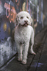 female Lagotto Romagnolo