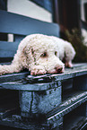 female Lagotto Romagnolo