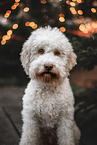 female Lagotto Romagnolo