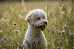 female Lagotto Romagnolo