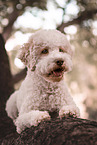 female Lagotto Romagnolo