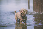 Lagotto Romagnolo