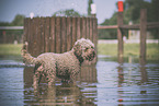 Lagotto Romagnolo