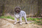 Lagotto Romagnolo