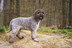 Lagotto Romagnolo