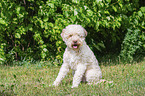 male Lagotto Romagnolo