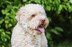 male Lagotto Romagnolo