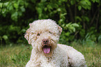 male Lagotto Romagnolo