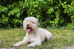 male Lagotto Romagnolo