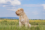 male Lagotto Romagnolo