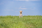 male Lagotto Romagnolo