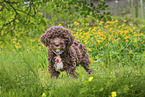 Lagotto Romagnolo Puppy