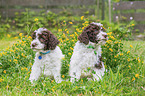 Lagotto Romagnolo Puppys