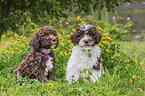 Lagotto Romagnolo Puppys