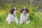 Lagotto Romagnolo Puppys