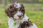 Lagotto Romagnolo Puppy