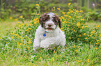 Lagotto Romagnolo Puppy