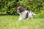 Lagotto Romagnolo Puppy