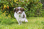 Lagotto Romagnolo Puppy