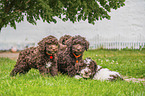 Lagotto Romagnolo Puppys