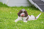 Lagotto Romagnolo Puppy