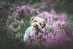 Lagotto Romagnolo