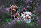 Lagotto Romagnolos