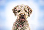 Lagotto Romagnolo