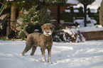 Lagotto Romagnolo